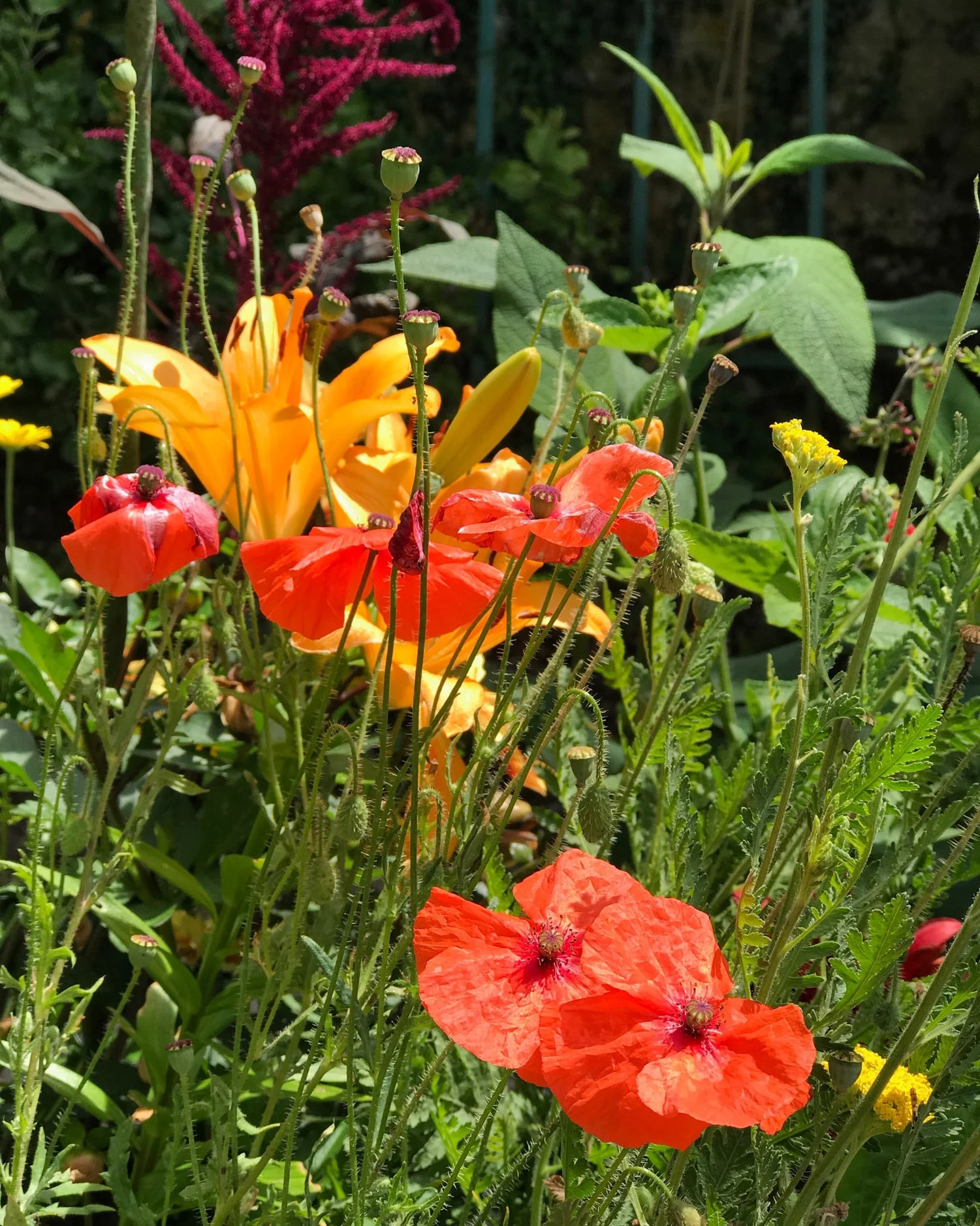 Monet's Garden at Giverny Photo Heatheronhertravels.com