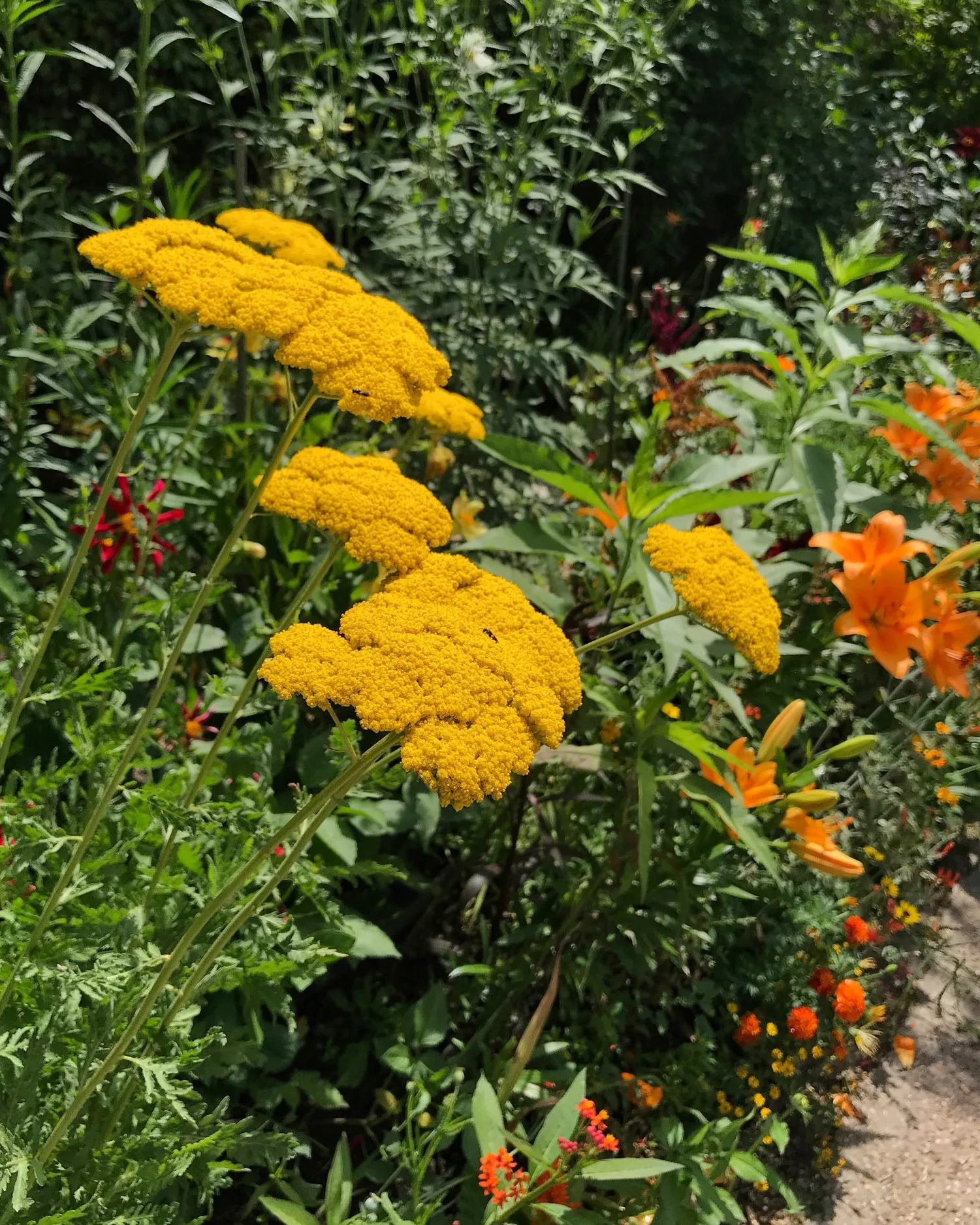 Monet's Garden at Giverny Photo Heatheronhertravels.com