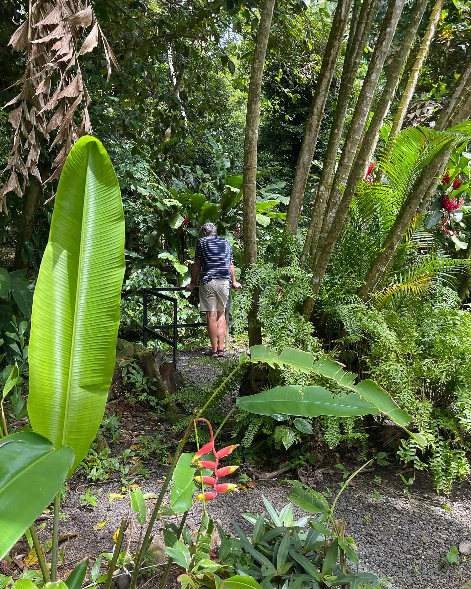 Diamond Falls Botanical Gardens St Lucia Photo Heatheronhertrave