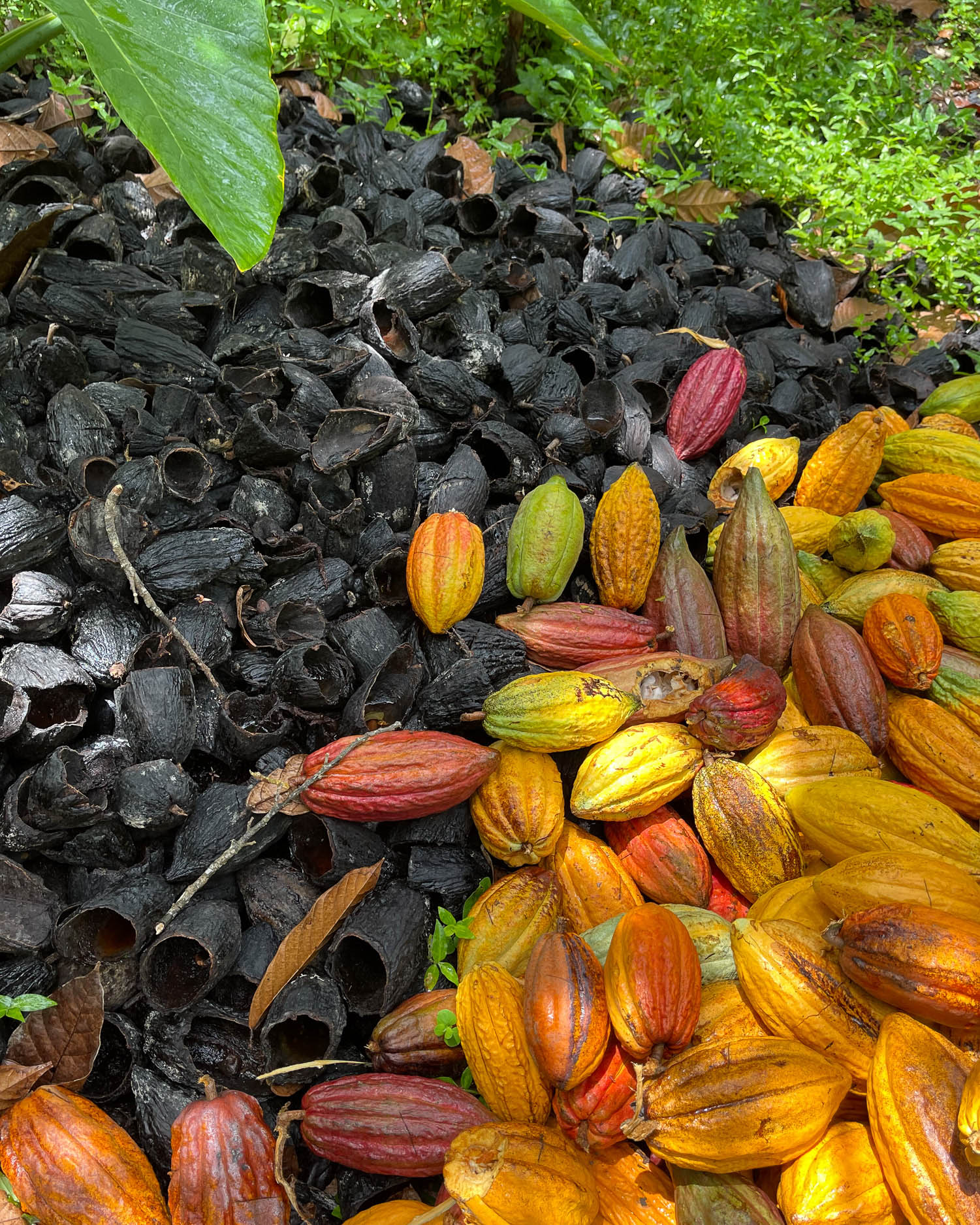 Fond Doux Plantation St Lucia Photo Heatheronhertravels.com