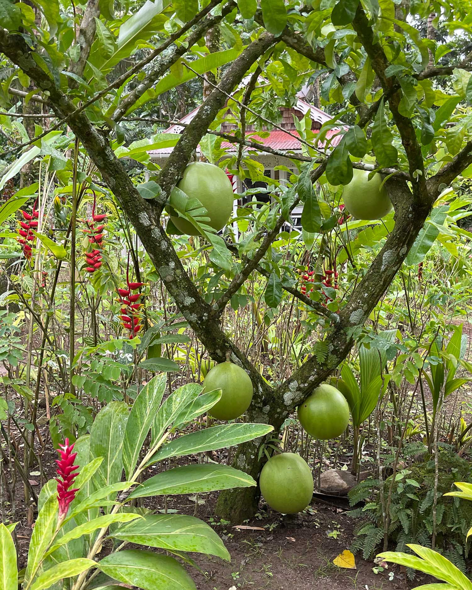 Fond Doux Plantation St Lucia Photo Heatheronhertravels.com