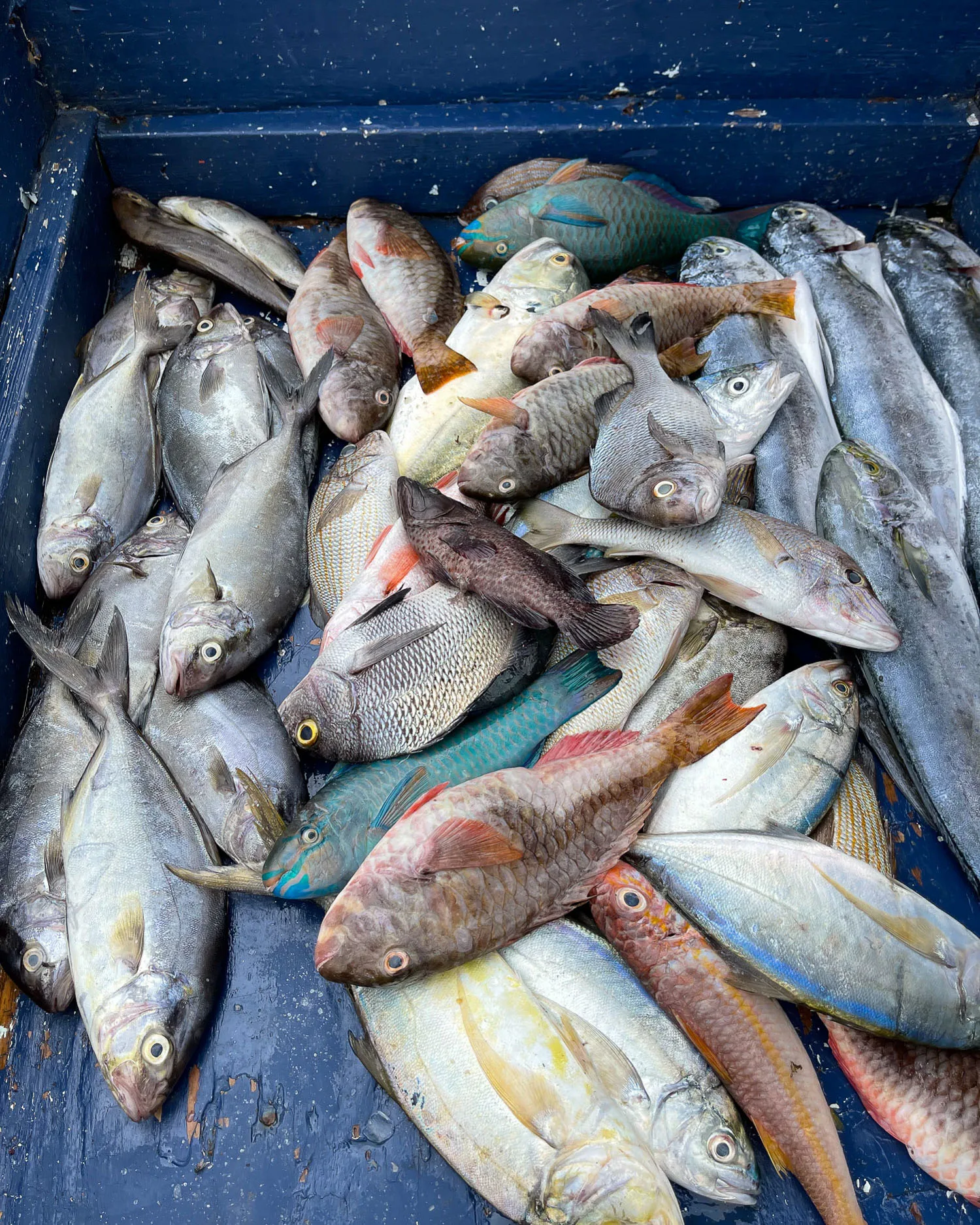 Fresh fish in Catries Market St Lucia Photo Heatheronhertravels.