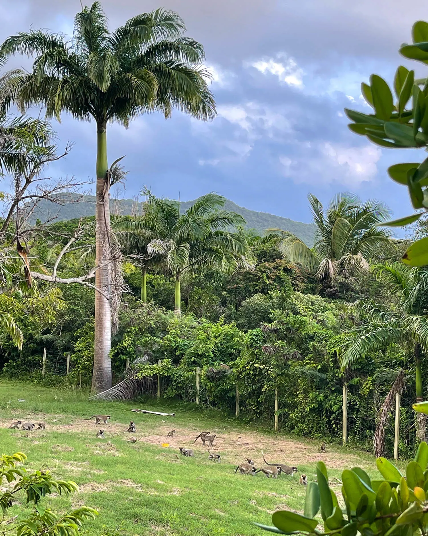 Pasture House at The Hermitage Nevis Photo heatheronhertravels.com