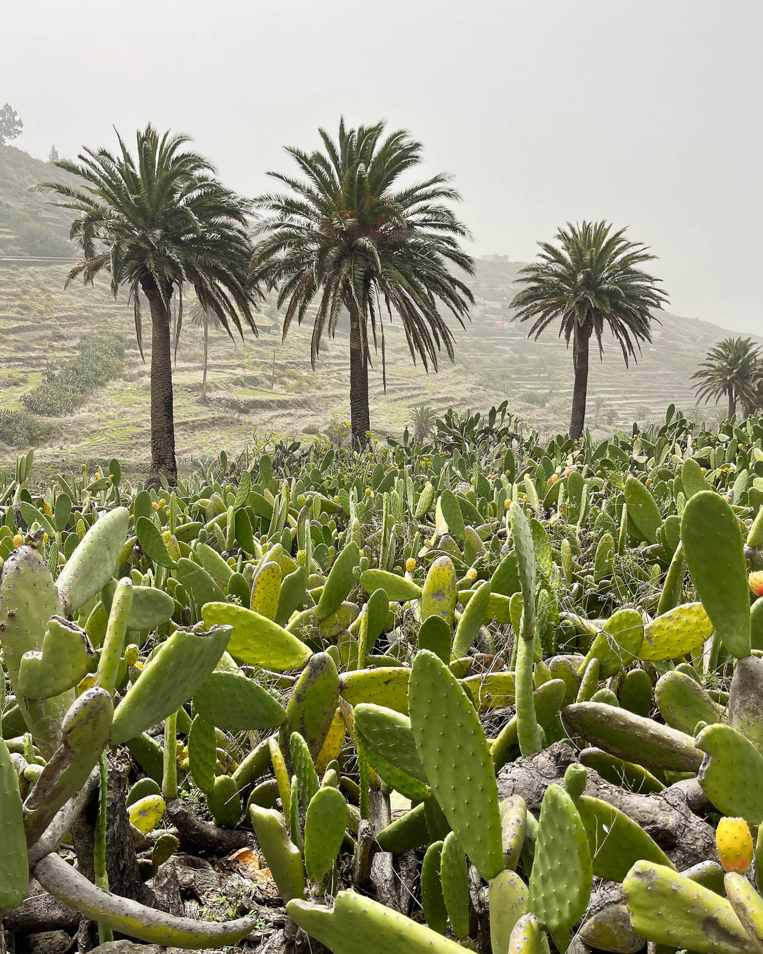 Prickly pears near El Cercado La Gomera Photo Heatheronhertravels.com