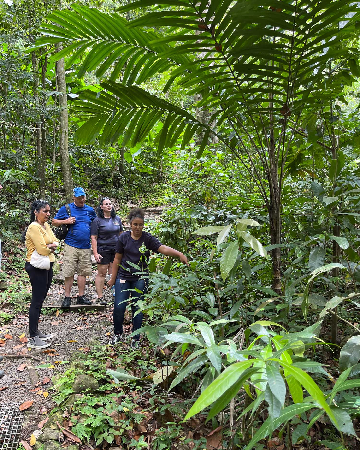 Rainforest Adventures Aerial Tram St Lucia Photo Heatheronhertravels.com