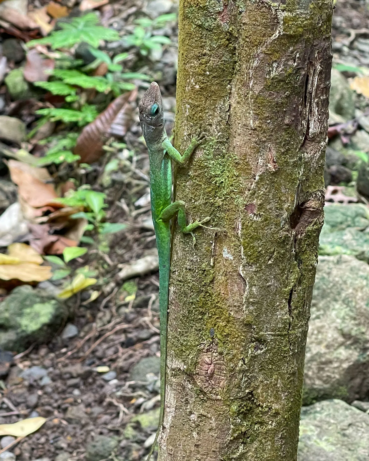 Rainforest Adventures Aerial Tram St Lucia Photo Heatheronhertravels.com