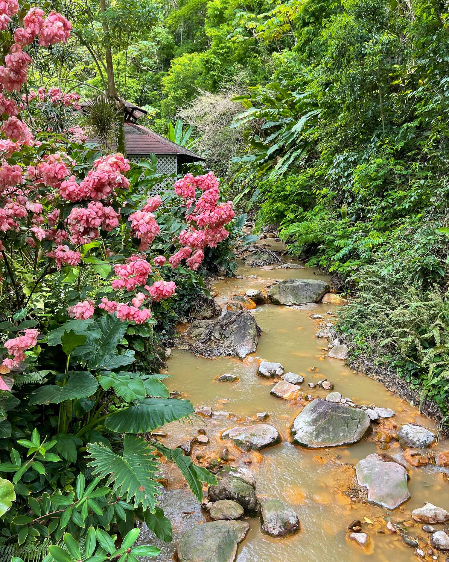 River at Diamond Falls Botanical Gardens St Lucia Photo Heathero