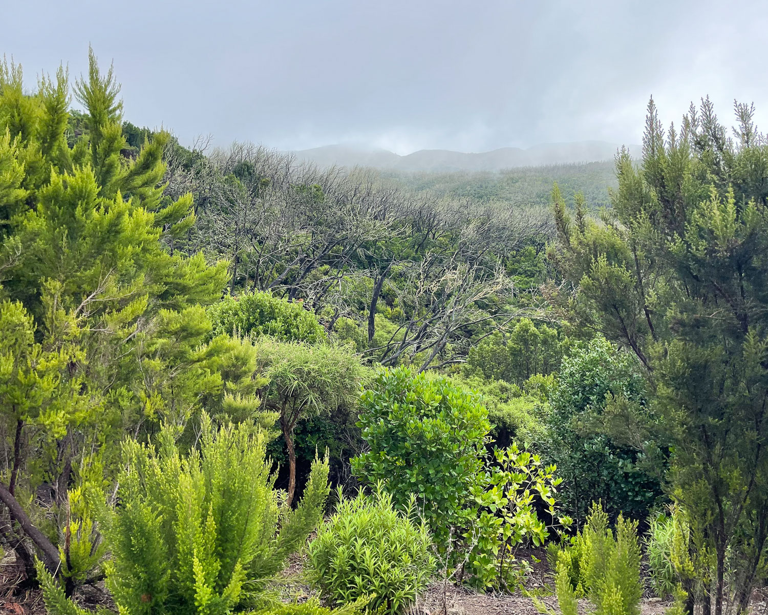 Views over the forest in Garajonay National Park La Gomera Photo Heatheronhertravels.com