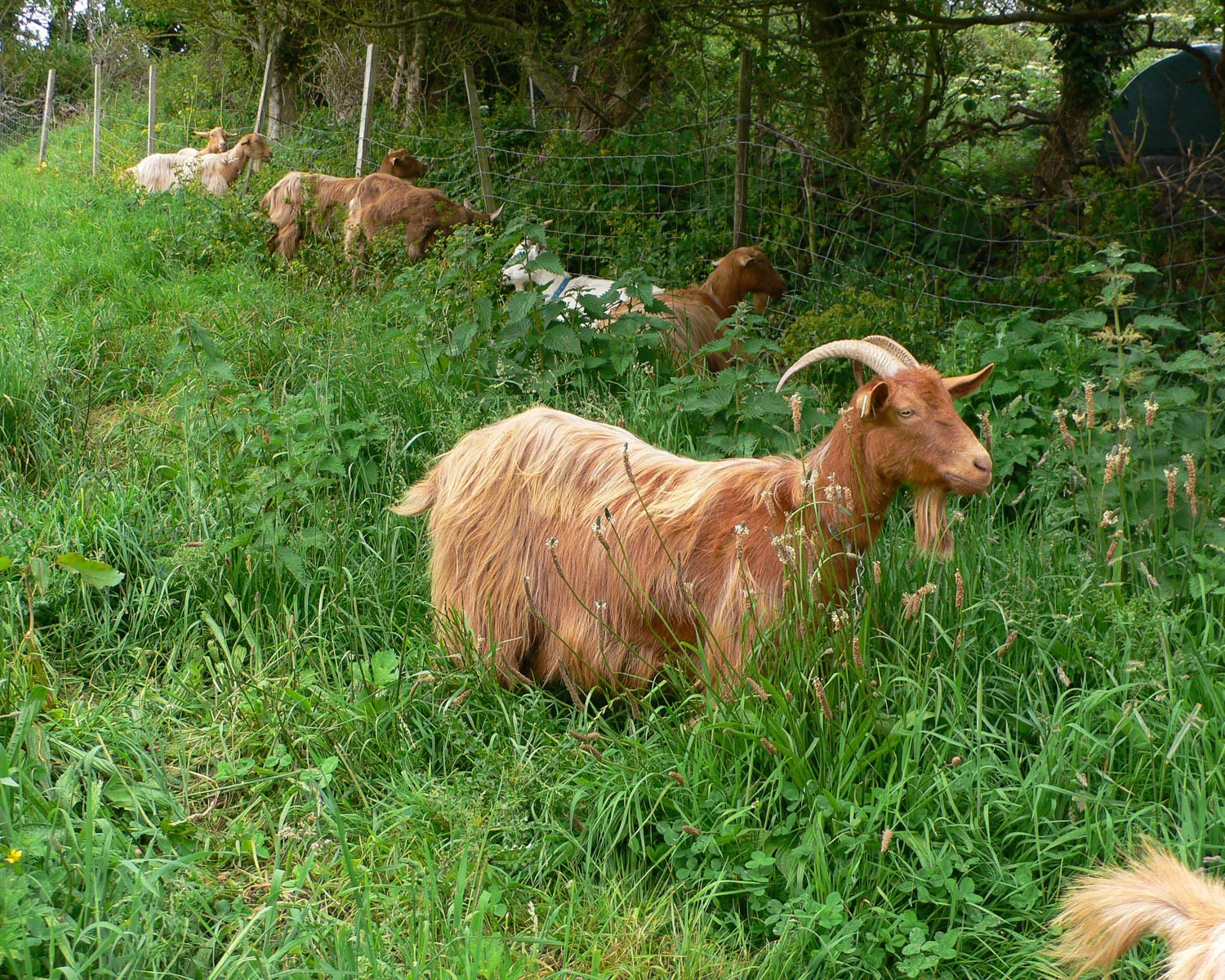 Golden Guernsey Goats - Guernsey Food Photo Heatheronhertravels.com