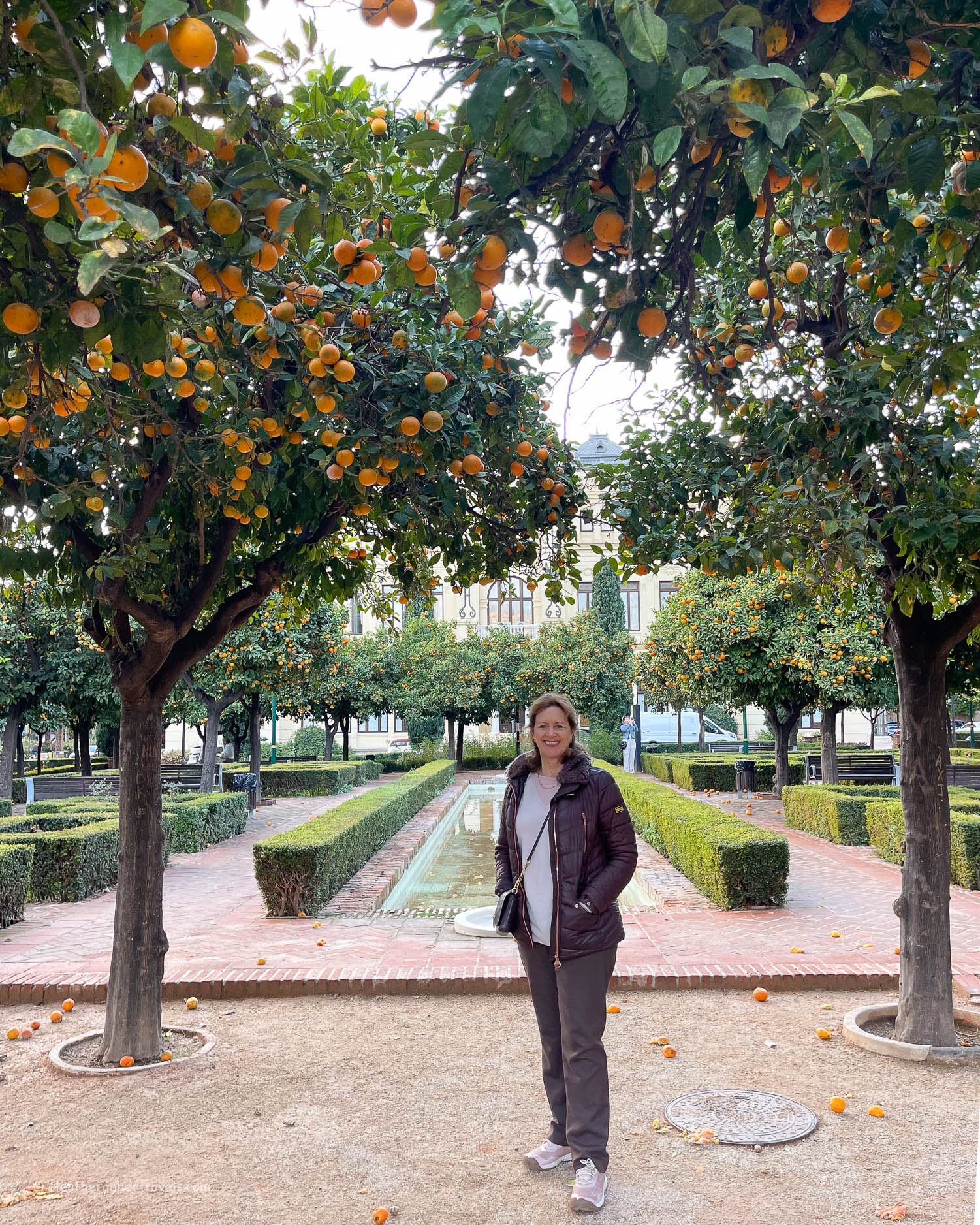 Orange trees in Malaga Spain © Heatheronhertravels.com